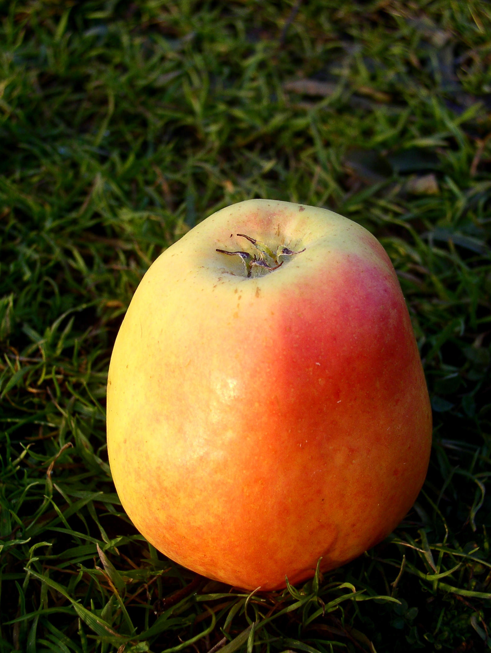 Zvonkové