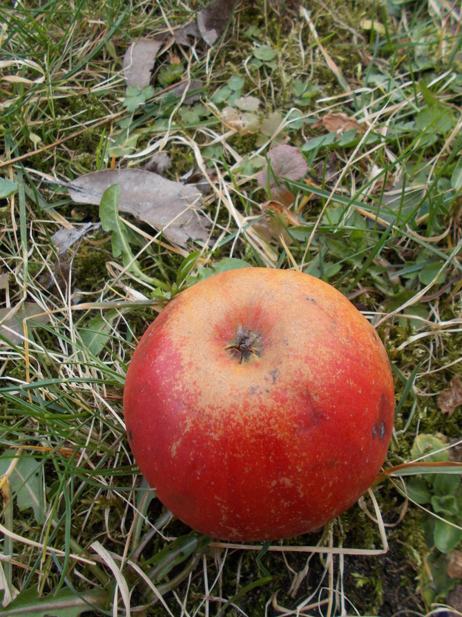 Watervlietské mramorované