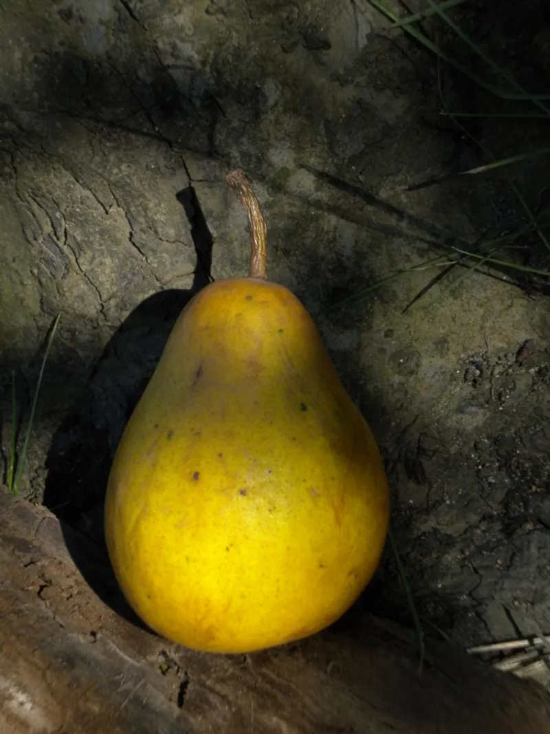 Fotografie odrůdy HARDYHO MÁSLOVKA