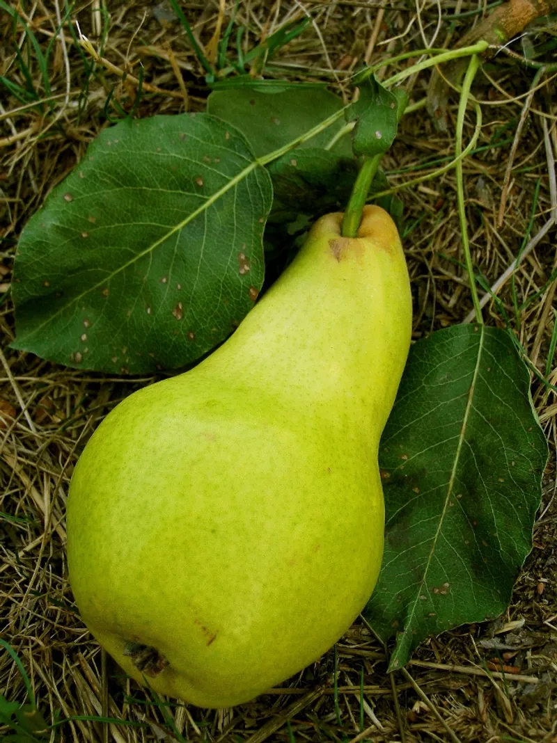 Fotografie odrůdy SOLANKA