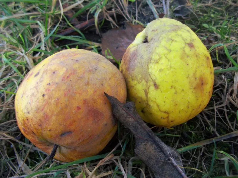 Fotografie odrůdy CORNWALSKÉ HŘEBÍČKOVÉ