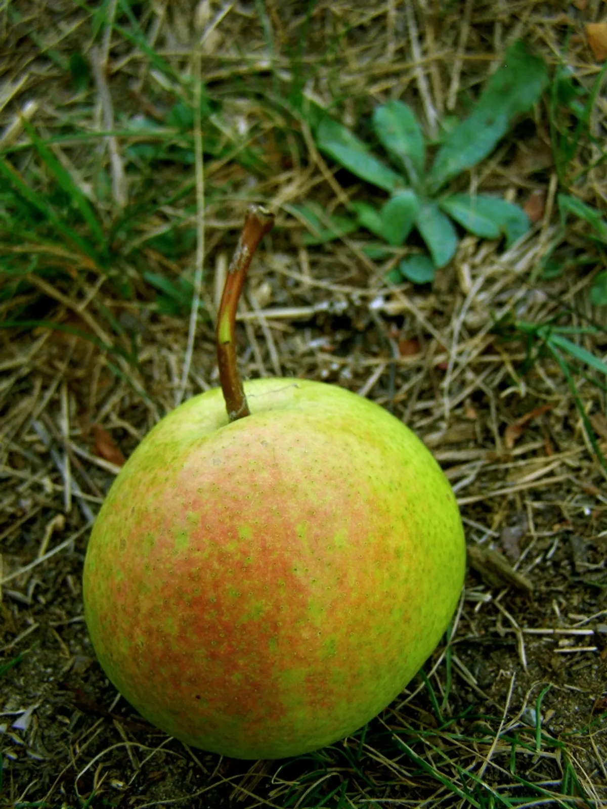 Fotografie odrůdy ESPERENOVA MÁSLOVKA
