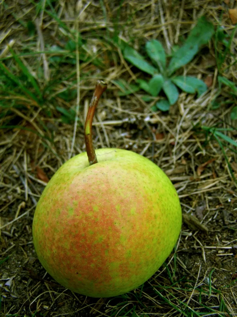 Fotografie odrůdy ESPERENOVA MÁSLOVKA