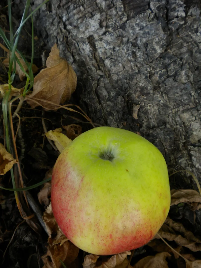 Fotografie odrůdy HLADÍKOVO PŘEÚRODNÉ
