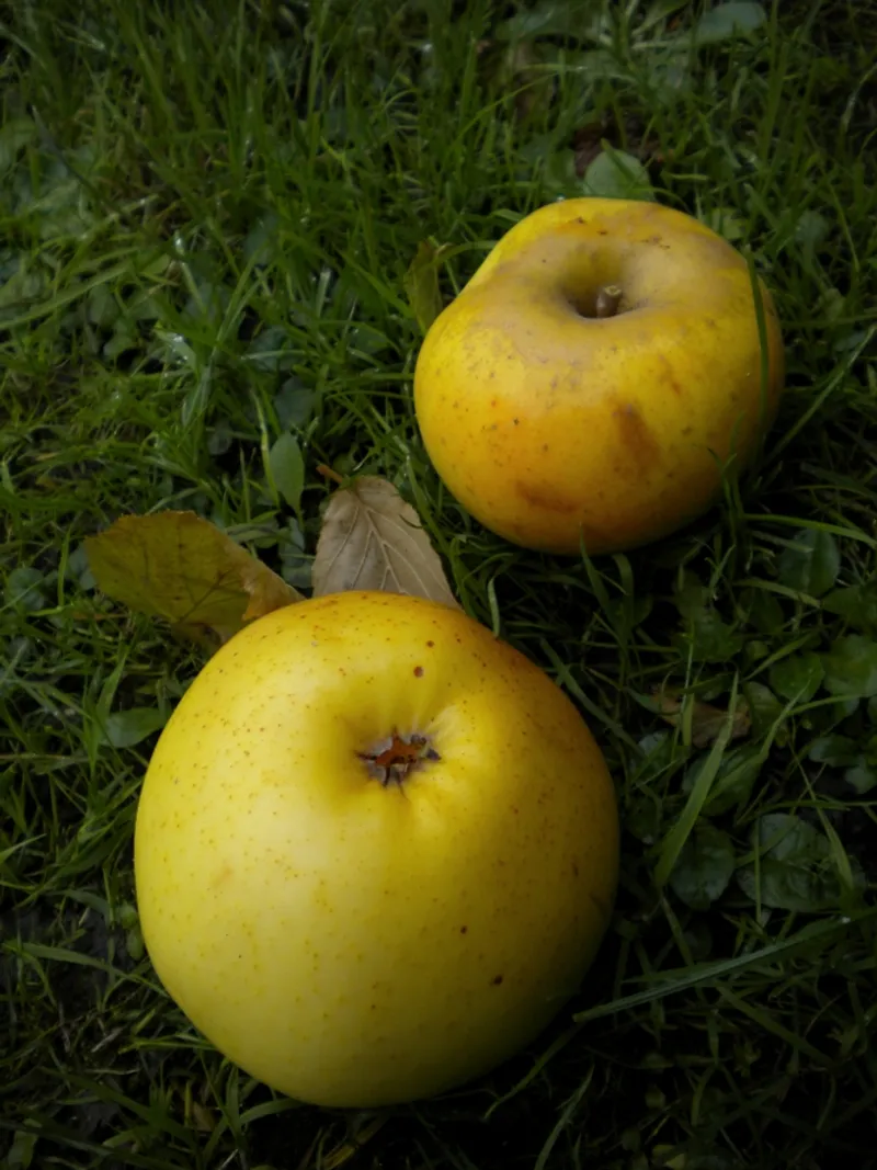 Fotografie odrůdy LANDSBERSKÁ RENETA