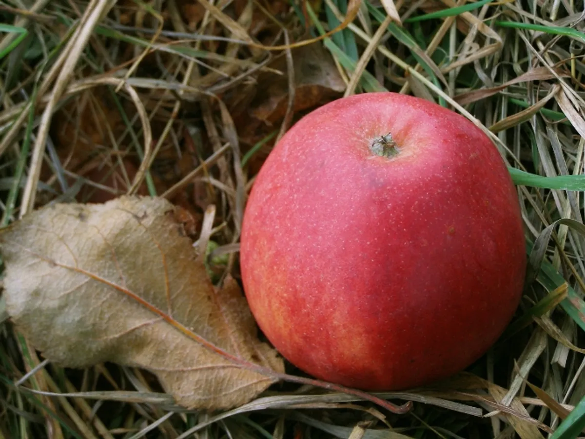 Fotografie odrůdy MATČINO