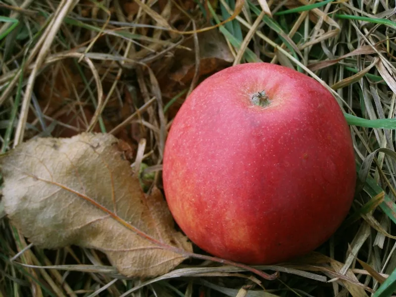 Fotografie odrůdy MATČINO