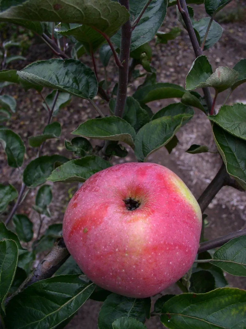 Fotografie odrůdy ONTARIO