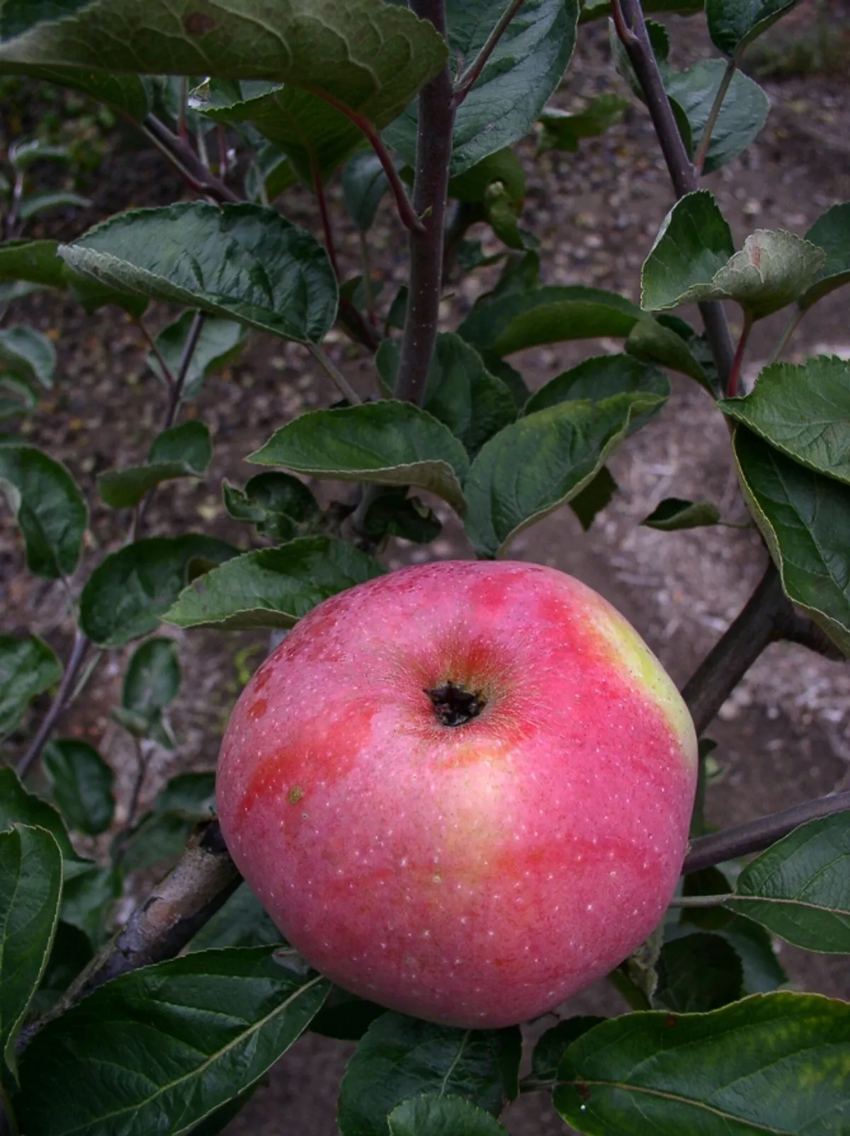 Fotografie odrůdy ONTARIO