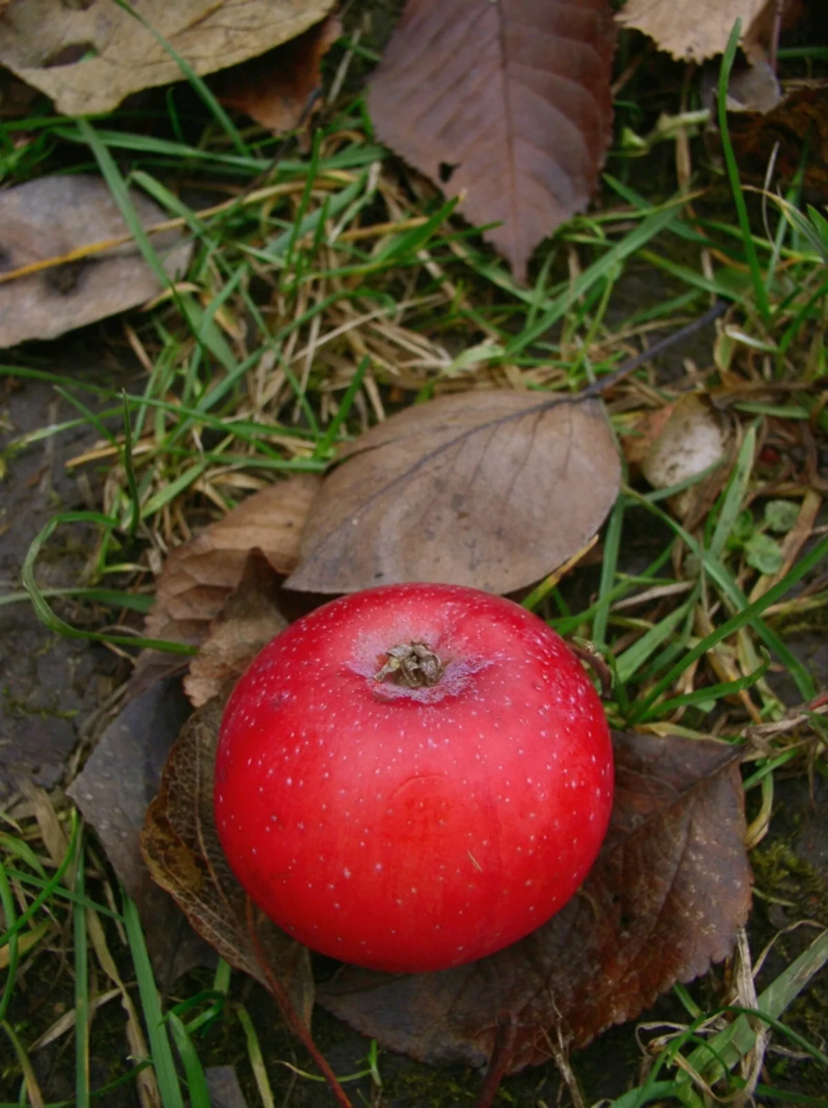 Fotografie odrůdy PANENSKÉ ČESKÉ