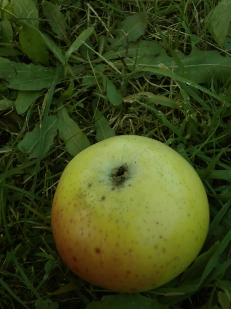Fotografie odrůdy STUDNIČNÉ