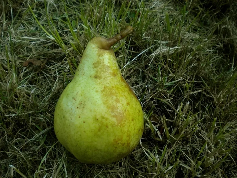 Fotografie odrůdy MARILLATOVA