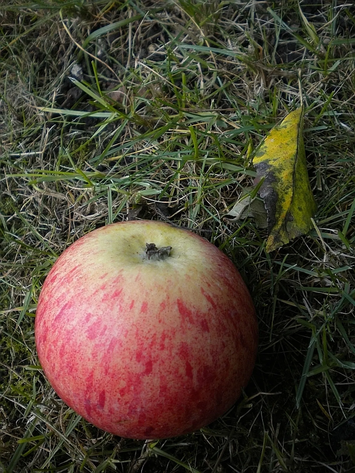 Fotografie odrůdy PEASGOODOVO