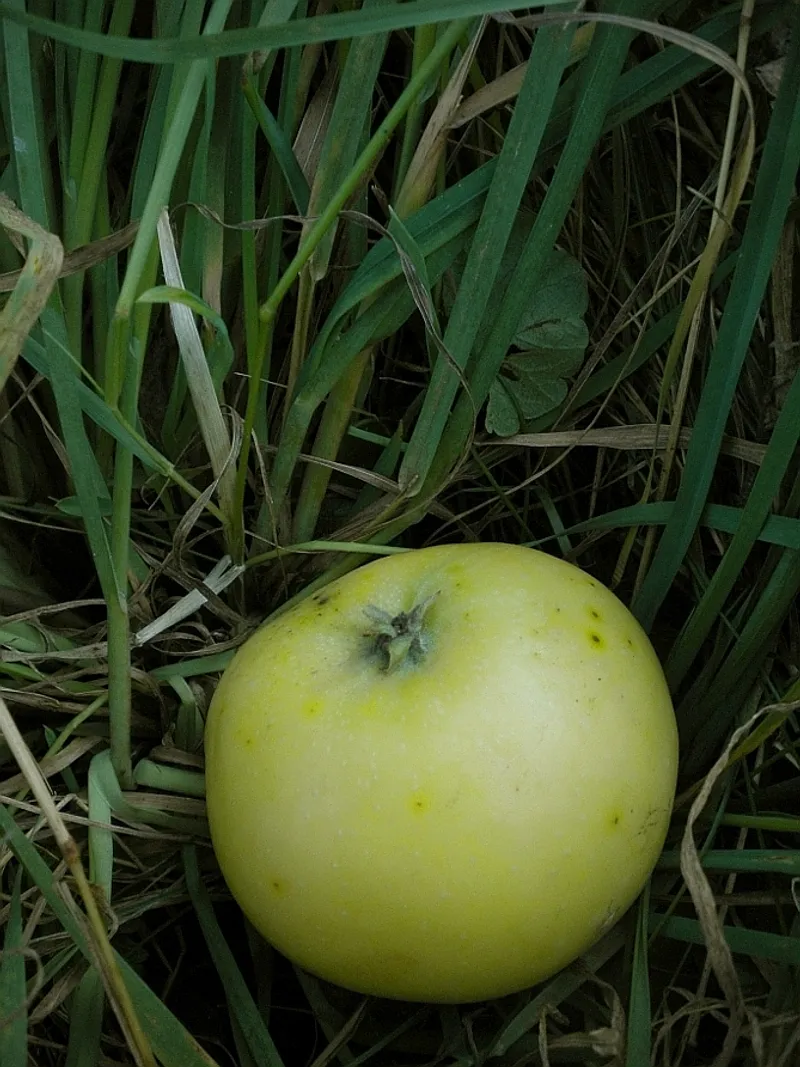 Fotografie odrůdy PUNČOVÉ