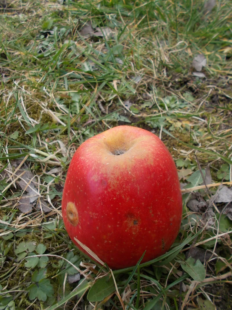Fotografie odrůdy GUSTAVOVO TRVANLIVÉ