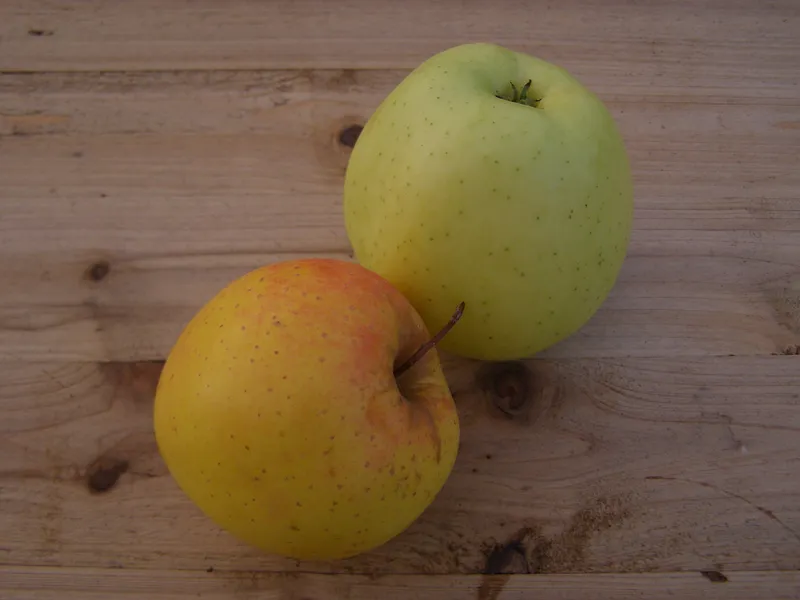 Fotografie odrůdy GOLDEN DELICIOUS