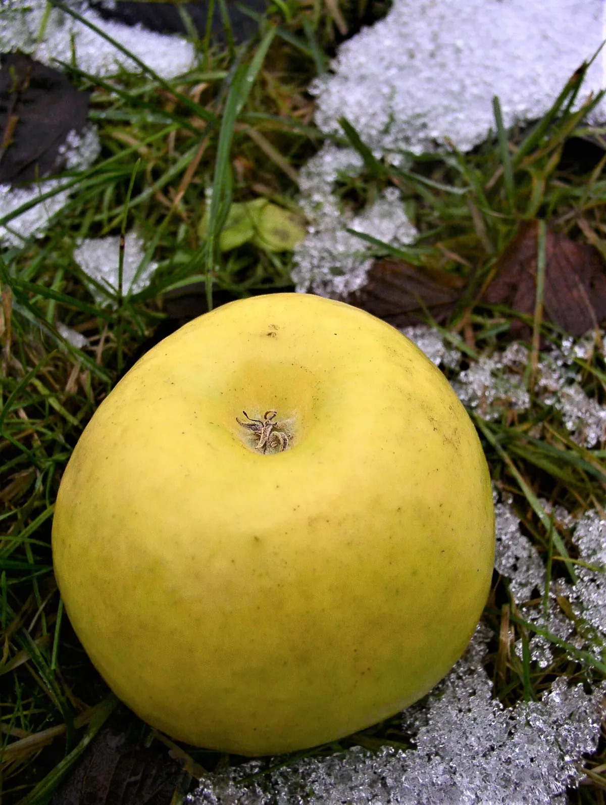 Fotografie odrůdy GRANNY SMITH